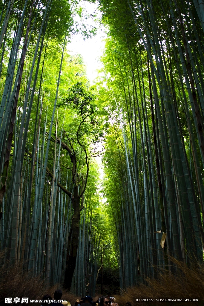 竹林             