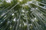 竹林             