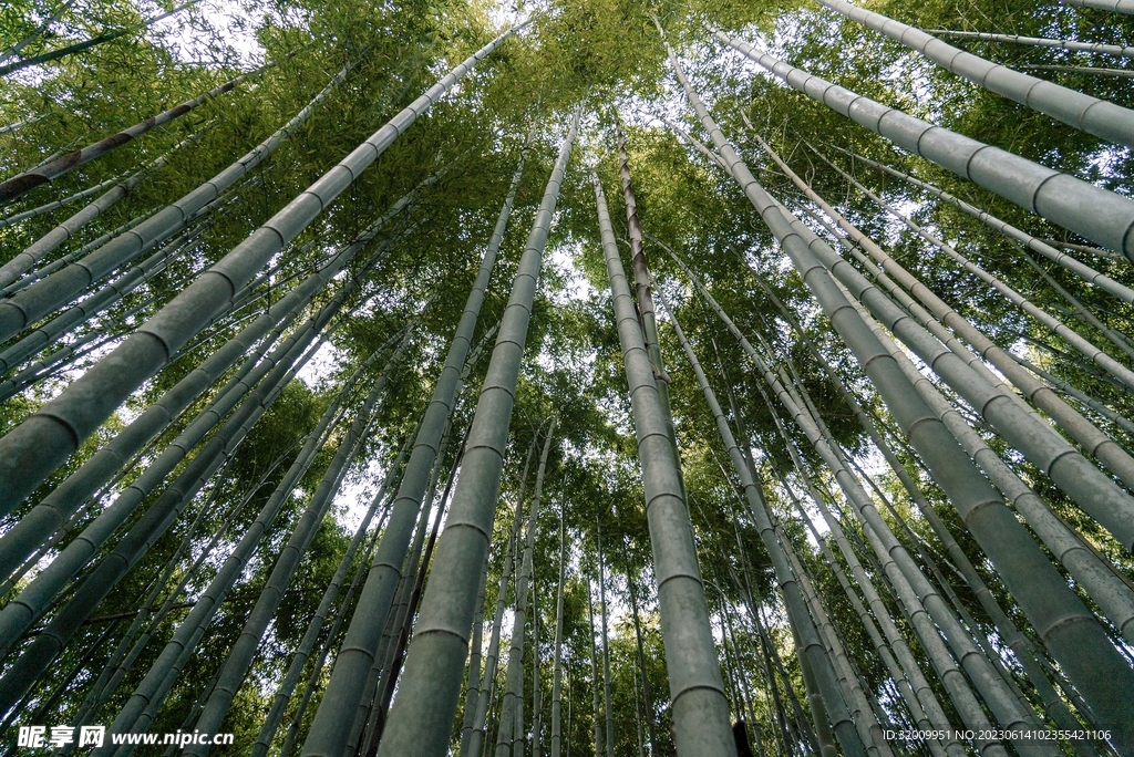 竹林             