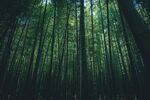 竹林             