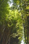 竹林             