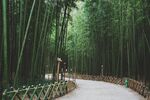 竹子 道路