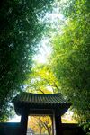 竹林