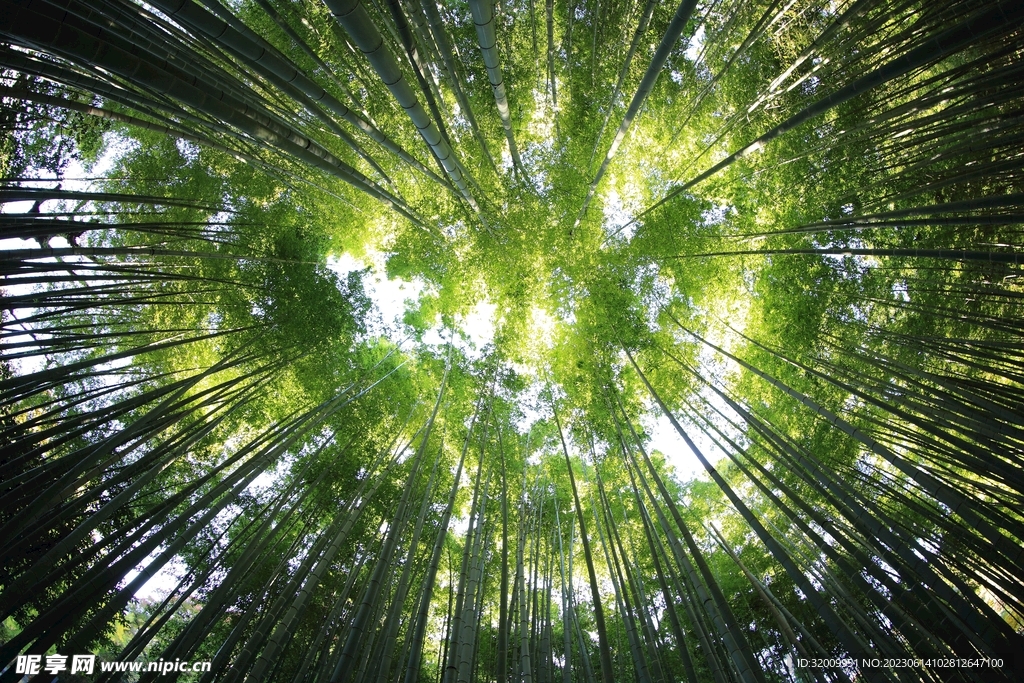 竹子             
