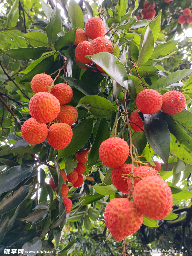 水果季桂味荔枝