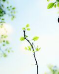 清新树枝树叶