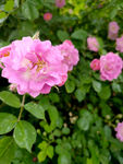 粉色小花