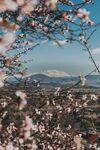 被樱花包围的雪山