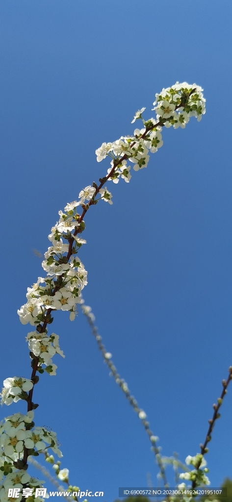 一枝花