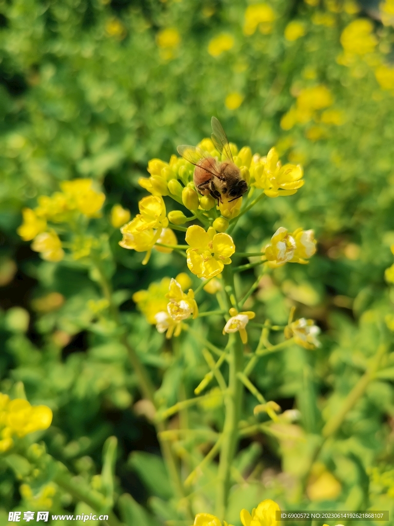 蜜蜂采蜜油菜花