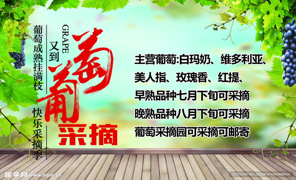 葡萄采摘