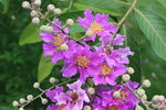 紫薇花