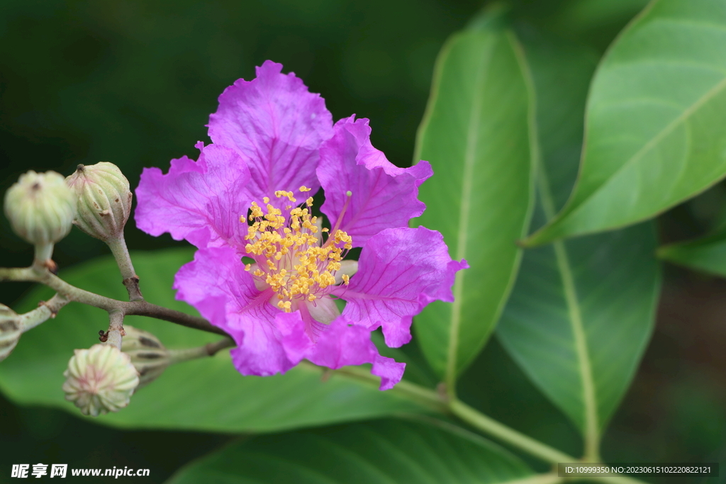 紫薇花