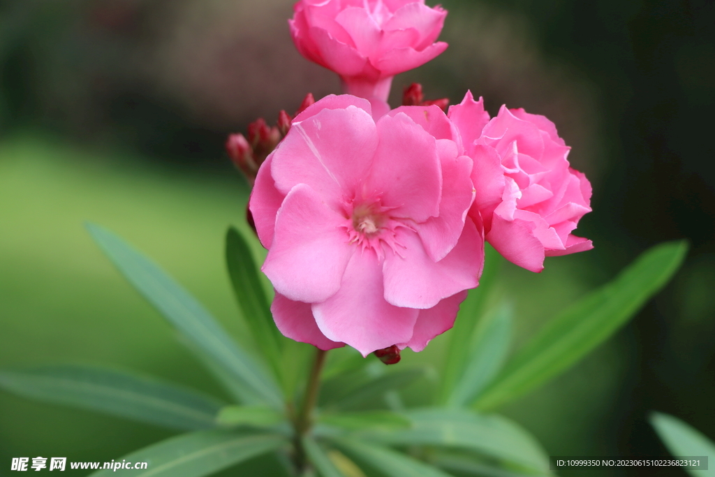 夹竹桃花