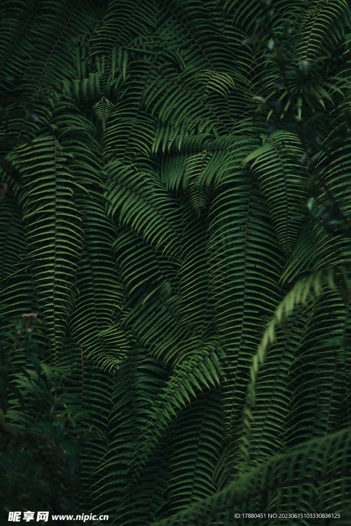蕨类植物