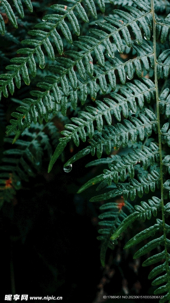 蕨类植物