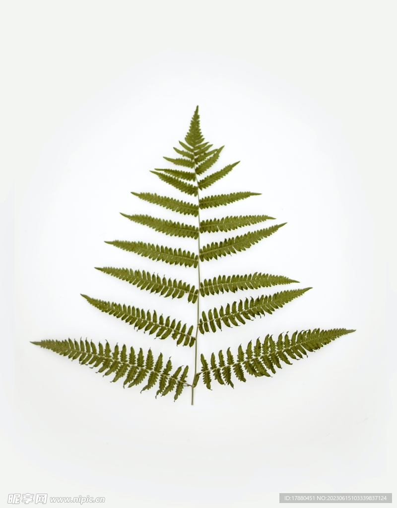 蕨类植物