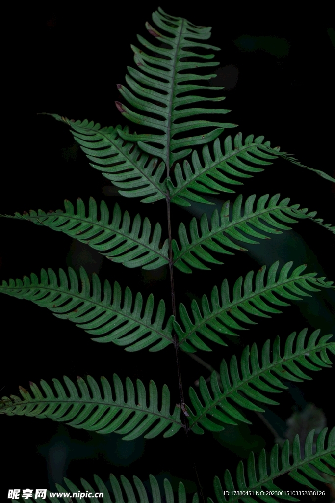 蕨类植物