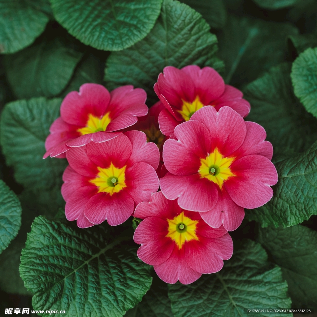 报春花