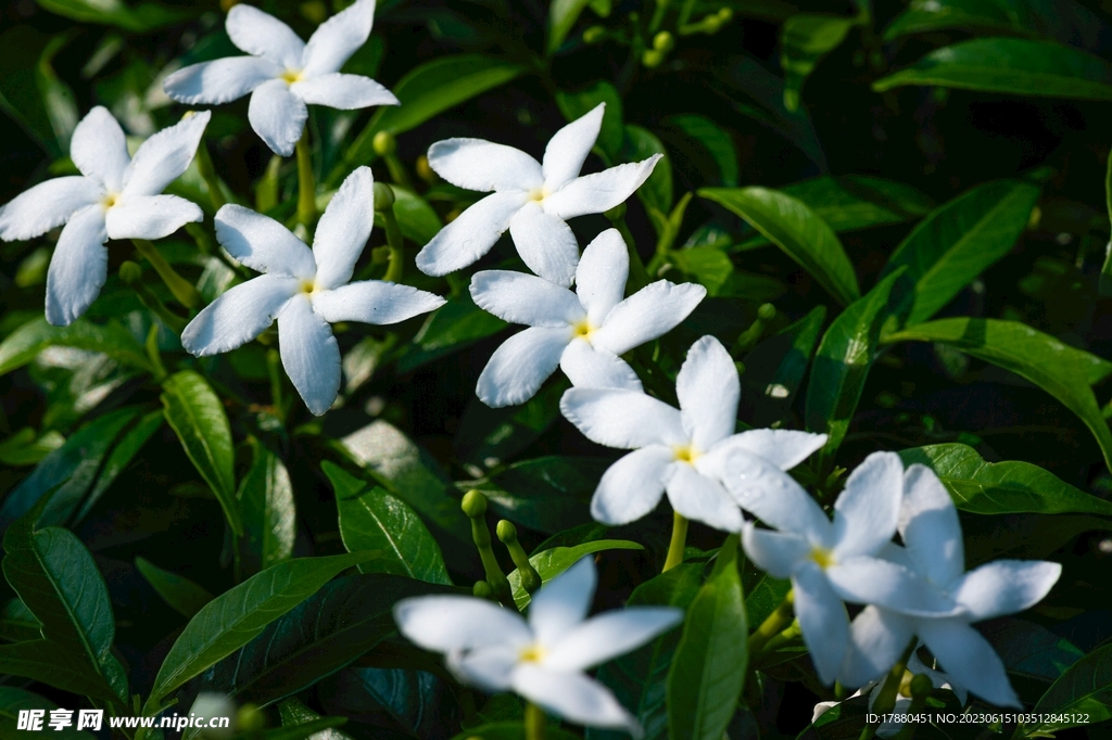 鸡蛋花