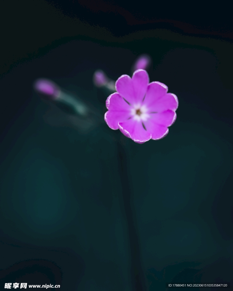 樱草