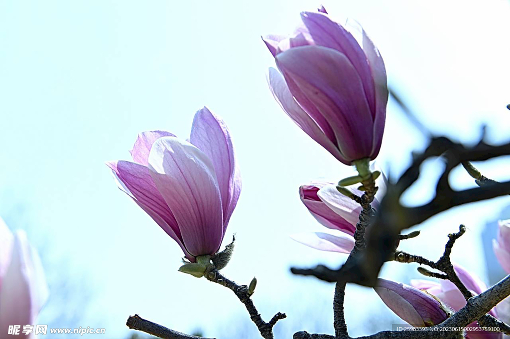 玉兰花
