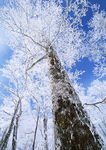 冬季雪景  