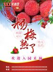 杨梅采摘