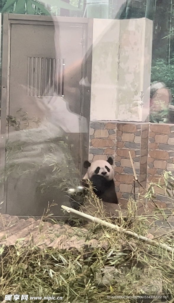 吃竹子的熊猫贝贝