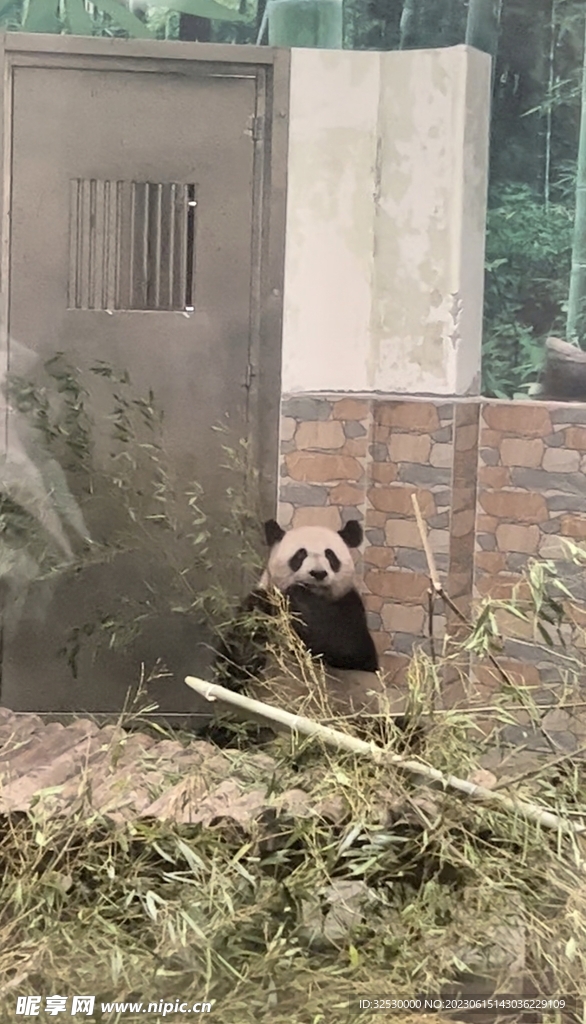 大熊猫贝贝