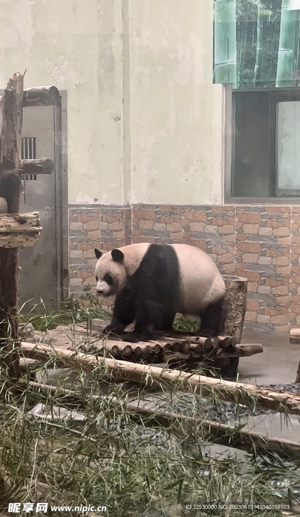 大熊猫乐水