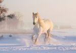 雪地白马图片