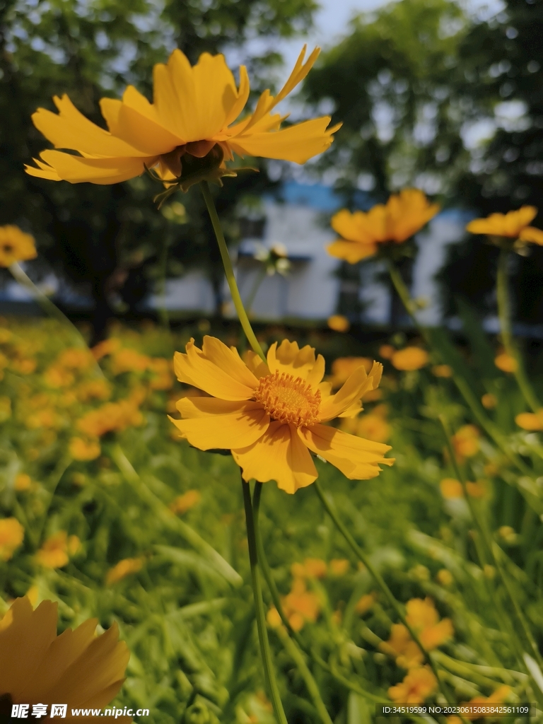 黄色花朵金鸡菊
