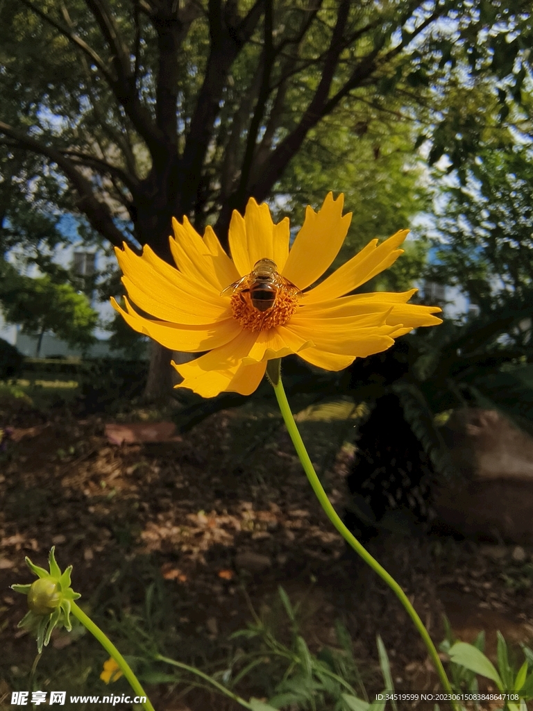 蜜蜂采蜜授粉