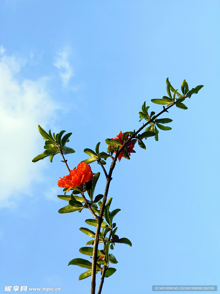 石榴花