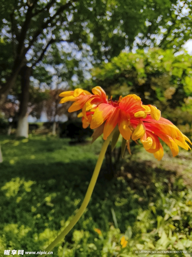 天人菊花朵素材