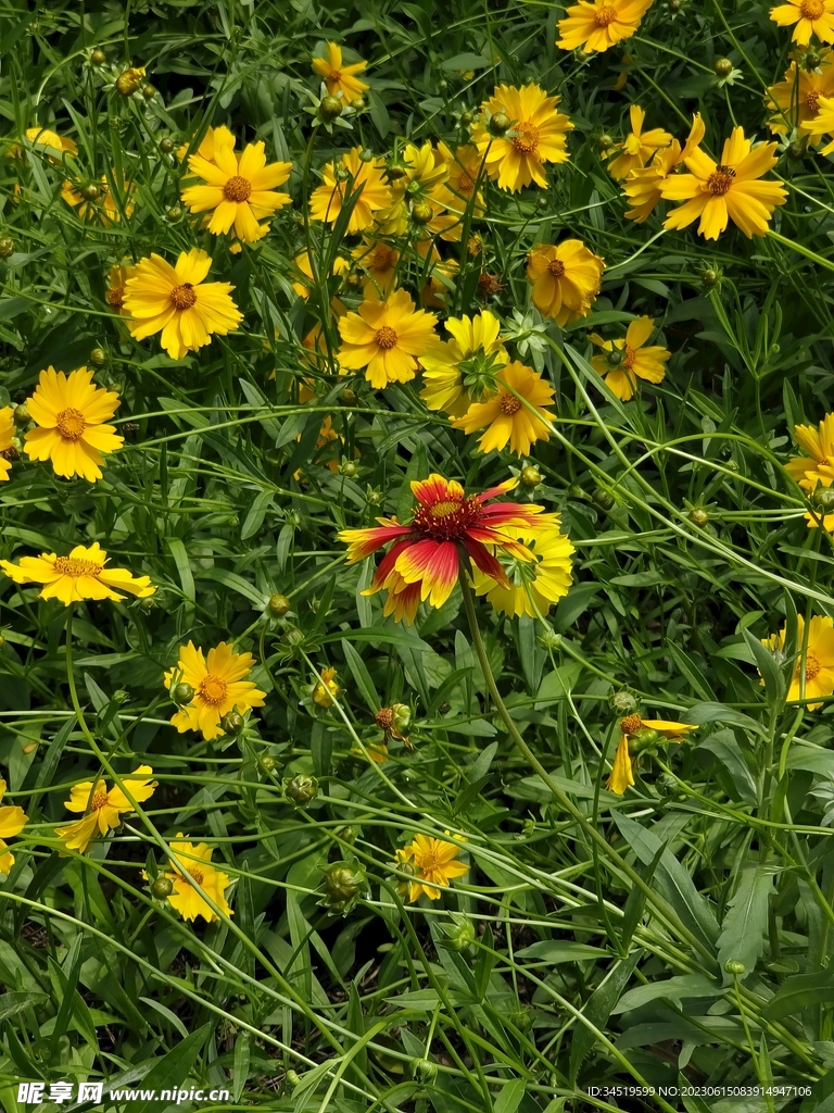 花朵素材