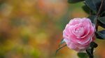 山茶花