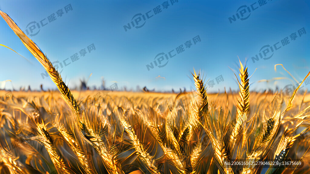 丰收的小麦 特写小麦 晴天