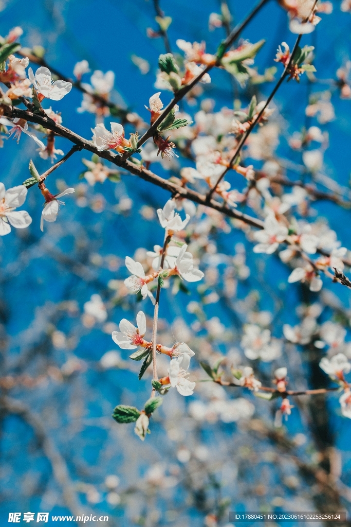 山桃花