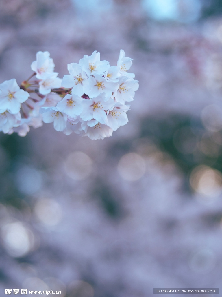 樱花