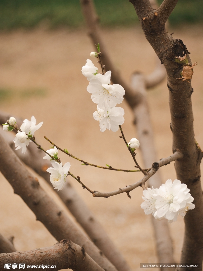 白桃花