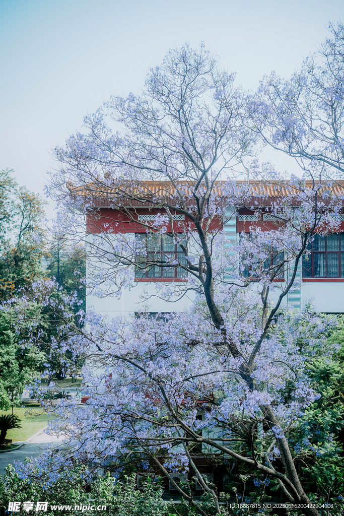 蓝花楹盛开的校园