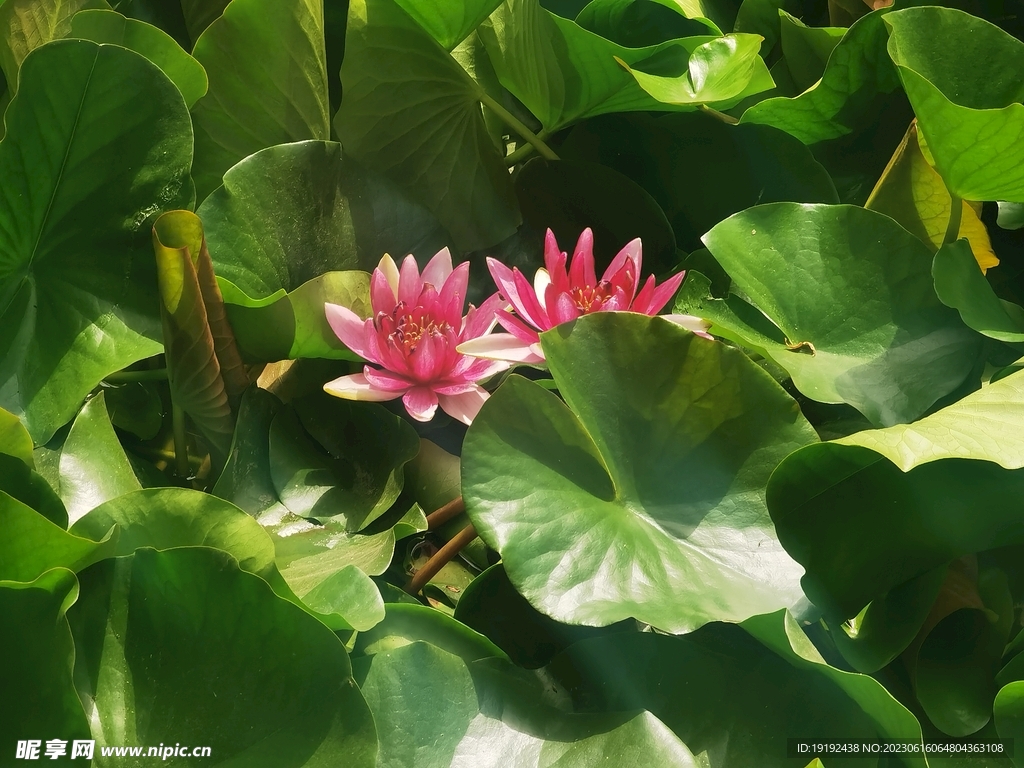 睡莲花 