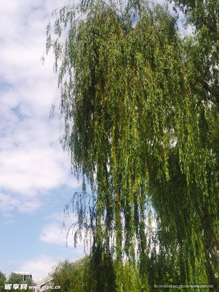 公园风景 