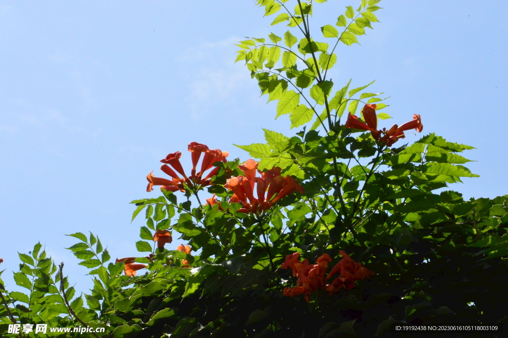 凌霄花 