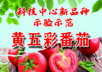 番茄海报
