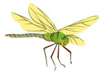 蜻蜓插画