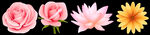 花朵元素组合