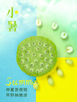 小暑莲子海报